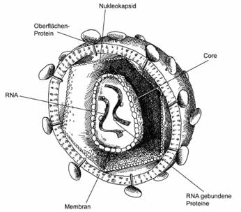 Naturwissenschaftliche Zeichnung